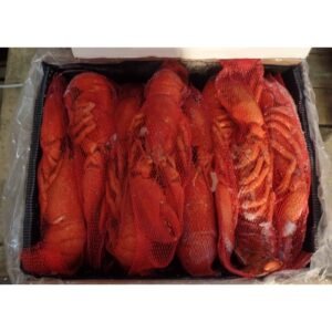 Lobster Crab