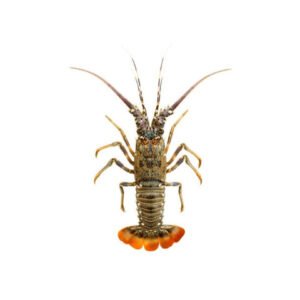 Lobster Scampi Attukonchu Jinga Golda Chingdi Whole Cleaned — premium quality