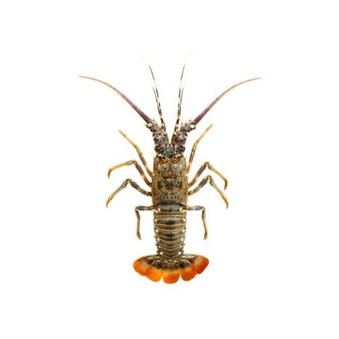 Lobster Scampi Attukonchu Jinga Golda Chingdi Whole Cleaned — premium quality