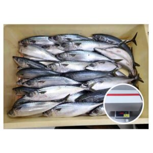 Mackerel Fish Frozen Fresh Japan Mackerel