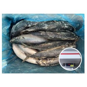Mackerel Fish Frozen Fresh Whole Round