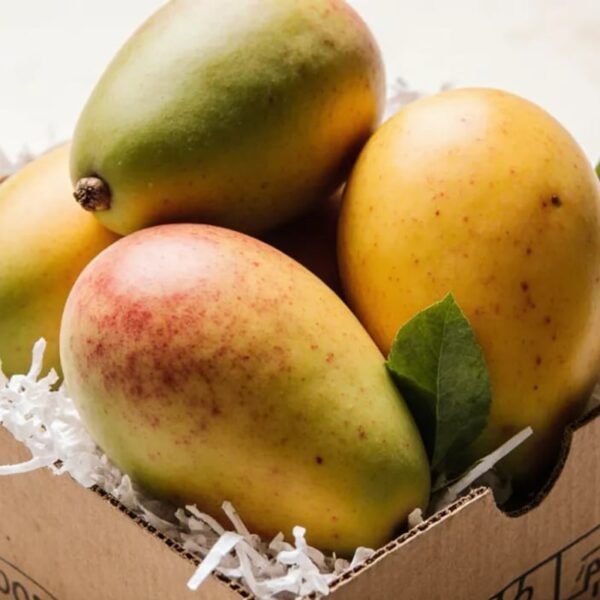 Mango Pakistani Mango Pakistani — premium quality