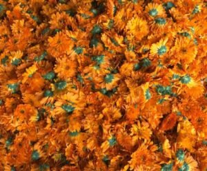 Marigold Flower Tea Herb Blooming Tea