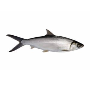 Marine Milk Fish Poomeen Small Whole Cleaned 500g Qualityfoo — premium quality