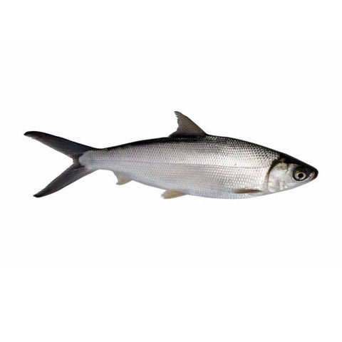 Marine Milk Fish Poomeen Small Whole Cleaned 500g Qualityfoo Marine Milk Fish Poomeen Small Whole Cleaned 500g Qualityfoo — premium quality