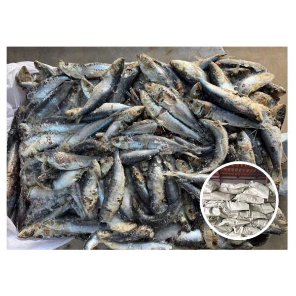 Mauritania Sardine Frozen Sardine Fish for