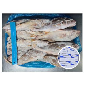 Maw Corvina Small Price Fish Frozen
