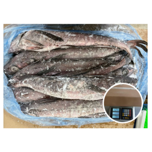 Mexico Origin Hake Fish Good Price