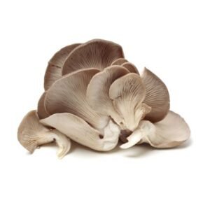Mushroom Oyster — premium quality