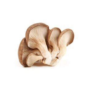 Mushroom Oyster Netherlands 500g — premium quality