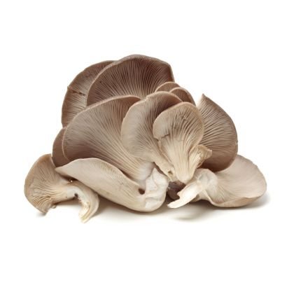 Mushroom Oyster Mushroom Oyster — premium quality