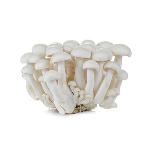 Mushroom Shimeji White Netherlands 150g Pack Mushroom Shimeji White Netherlands 150g Pack — premium quality