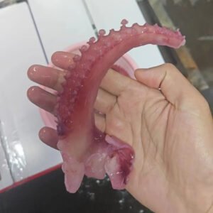 Nature s Delight Frozen Giant Squid