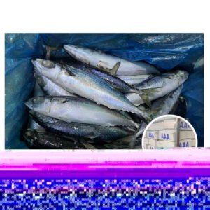 New Arrival Frozen Herring Origin Russia