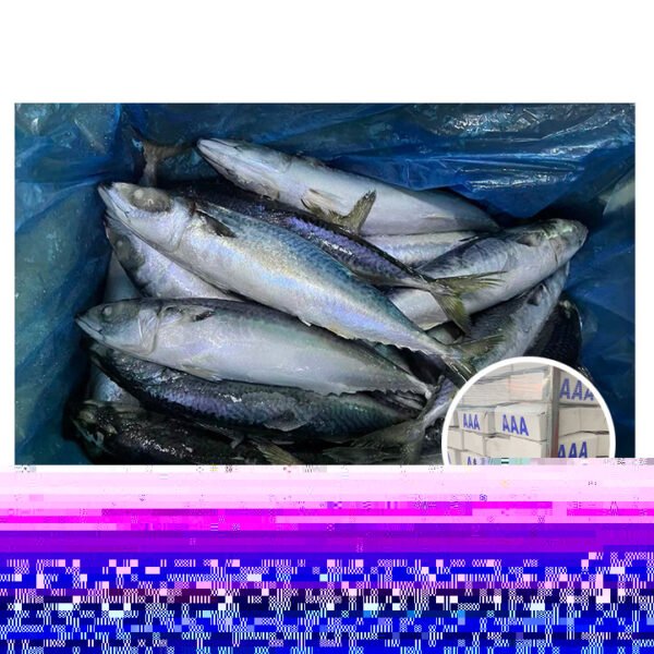 New Arrival Frozen Herring Origin Russia