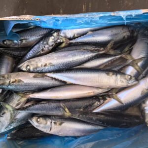 New Catching Pacific Mackerel 200 300g