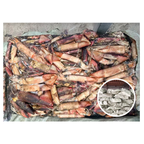 New Catching Whole Round Frozen Squid New Catching Whole Round Frozen Squid