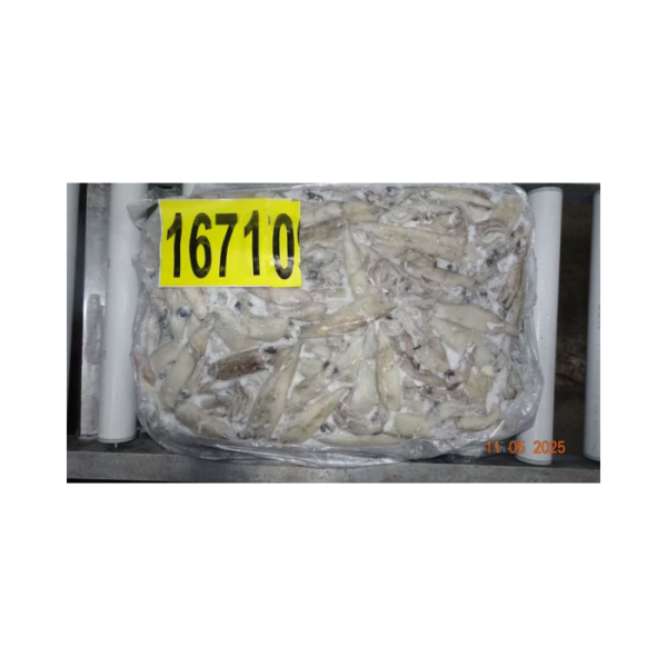 New Coming Squid Loligo boston Loligo