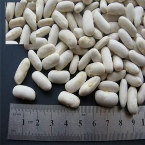 New Crop Spanish White Kidney Beans
