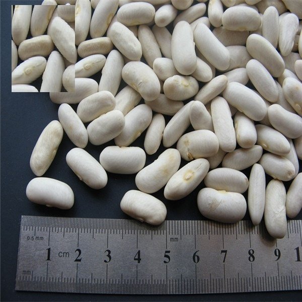 New Crop Spanish White Kidney Beans New Crop Spanish White Kidney Beans