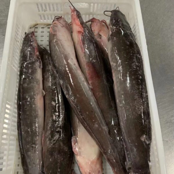 New Frozen Bulk Whole Catfish Supplier