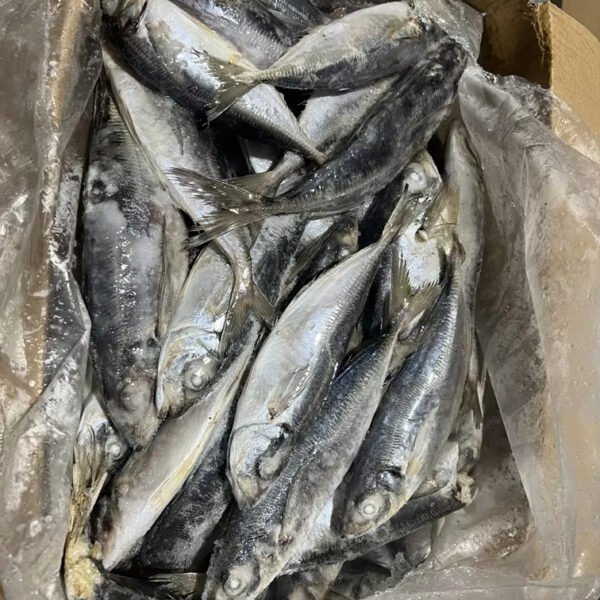 New Healsea Brand Frozen Horse Mackerel New Healsea Brand Frozen Horse Mackerel