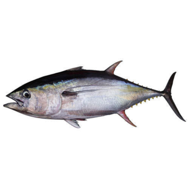 New Landing Superfrozen Yellow Fin Tuna