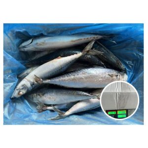 New Sea Frozen Mackerel Fish 400