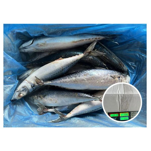 New Sea Frozen Mackerel Fish 400 New Sea Frozen Mackerel Fish 400