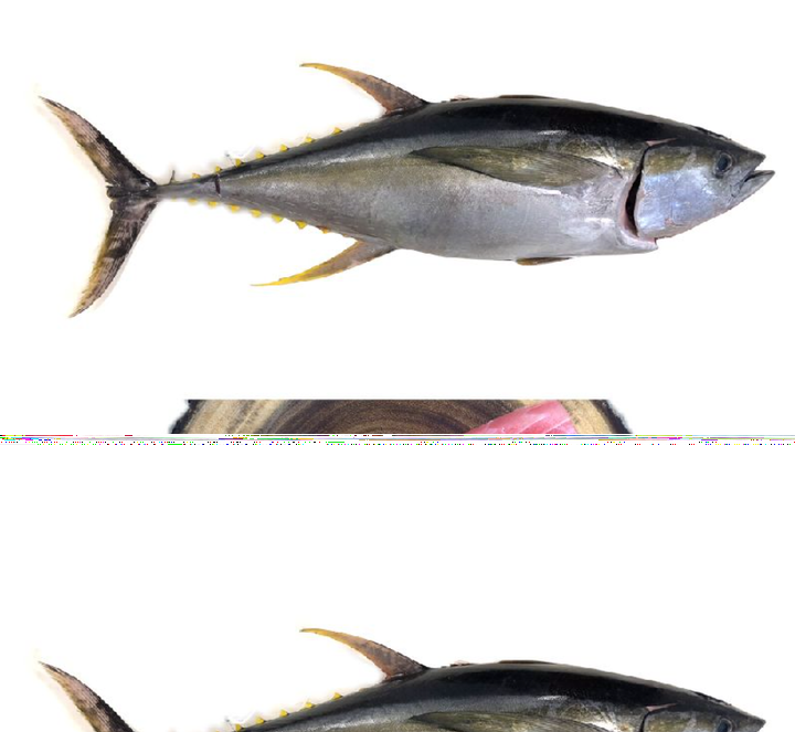 New Sea Frozen Yellow Fin Tuna