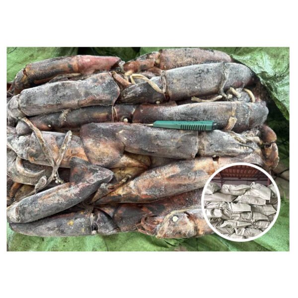 New Season Calamari Squid Whole Round