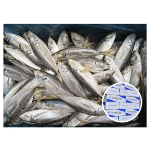 New Season Catch Frozen Horse Mackerel