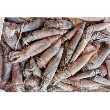New Season Frozen Black Squid Whole