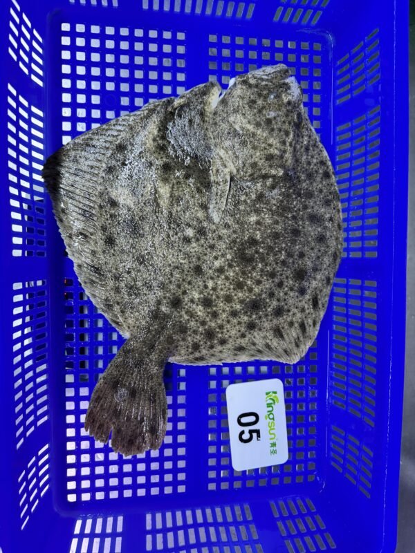 New Season Frozen Turbot Whole Fish New Season Frozen Turbot Whole Fish