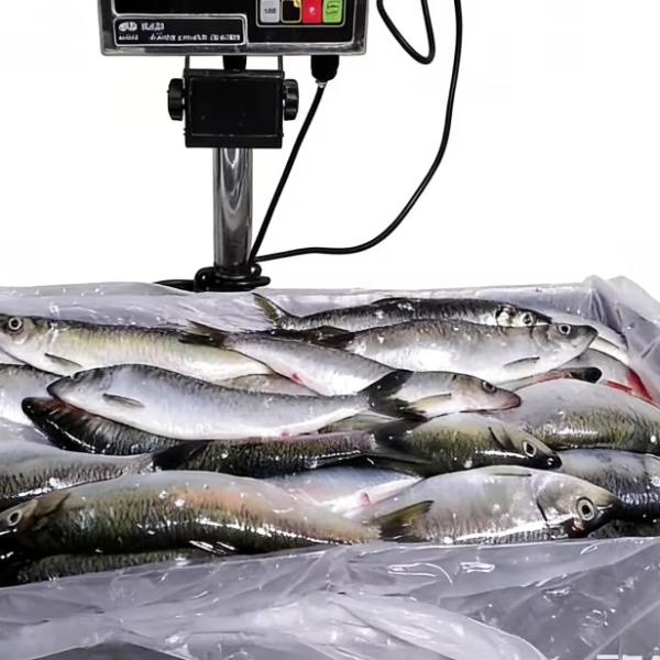 New Season Pacific Herring 2026 Good New Season Pacific Herring 2026 Good