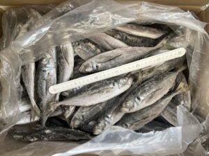 New Stock Frozen Horse Mackerel Fish