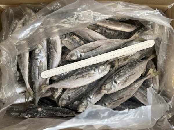 New Stock Frozen Horse Mackerel Fish New Stock Frozen Horse Mackerel Fish