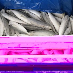 New Stock Scad Fish Trachurus Trachurus