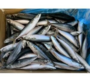 New Stock Sea Frozen Mackerel Fish