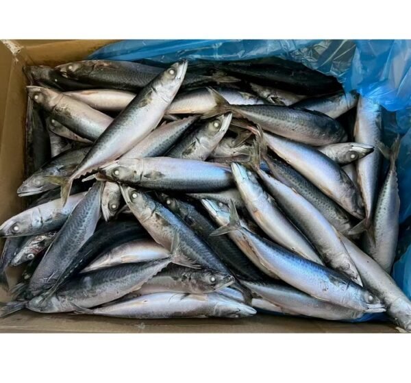 New Stock Sea Frozen Mackerel Fish