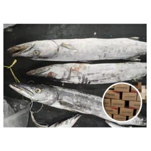 New Update Supply Whole Round 2kg