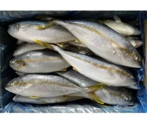 Newly Frozen Yellowtail Scad Fish Whole