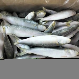 Newly IQF Frozen Sardines 100 150g