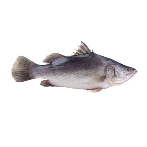 Nile Perch Whole Cleaned 500g Nile Perch Whole Cleaned 500g — premium quality