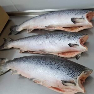NORWAY FROZEN HG SALMON