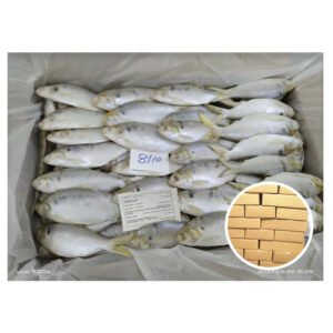 Oman Wholesale Hilsa Fish 8 10