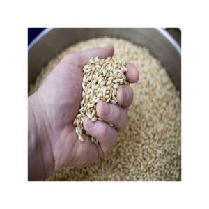Organic Dried Barley Malt Barley Grain