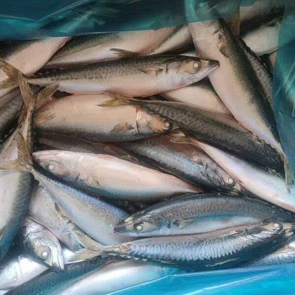 Organic Frozen Pacific Mackerel 15KG BQF Organic Frozen Pacific Mackerel 15KG BQF