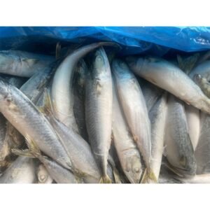 Organic Frozen Pacific Mackerel Fish Importers