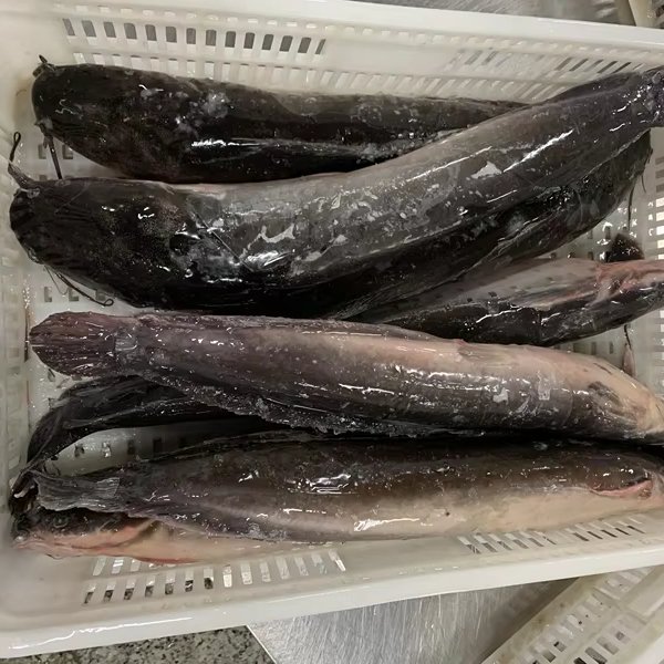 Organic IQF Frozen Catfish Whole Round